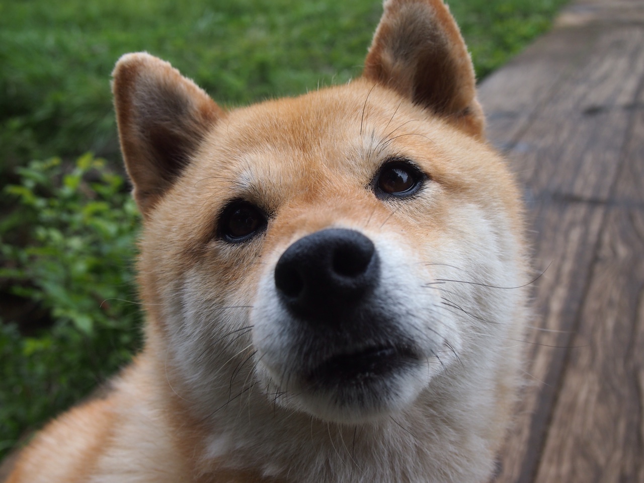 鹰击长空，火箭坠落，西亚卡姆的压制级表演